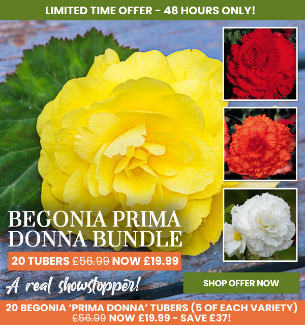 Begonia Prima Donna Bumper Pack