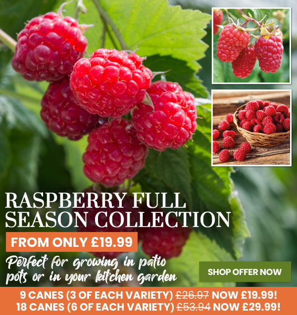 Raspberry Full Season Collection