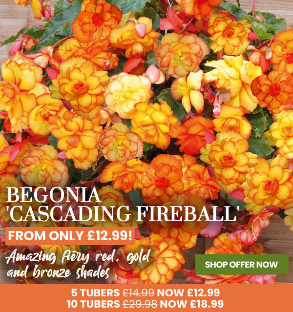 Begonia 'Cascading Fireball'