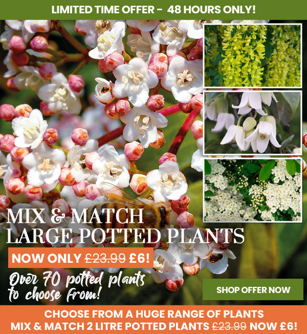 Mix & Match Large Potted Plants