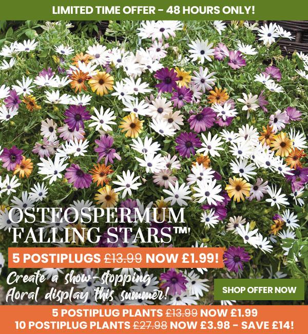Osteospermum 'Falling Stars'
