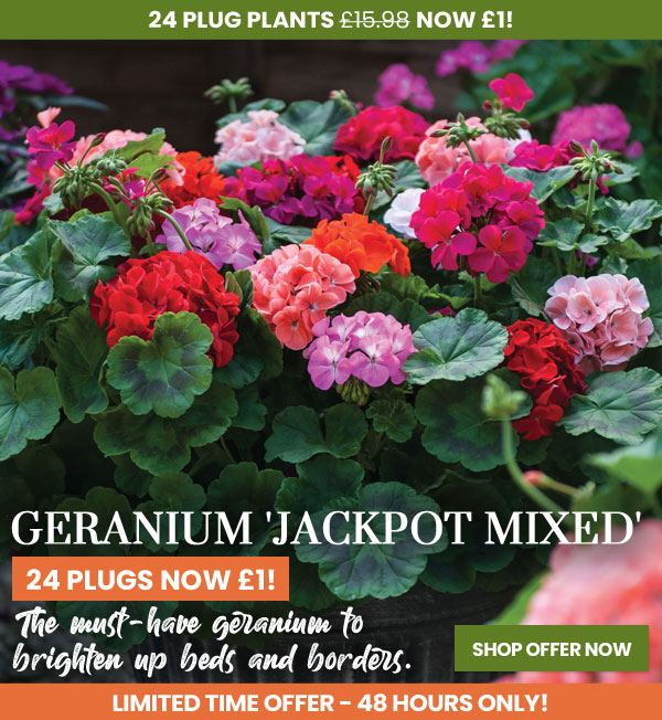 Geranium 'Jackpot Mixed'