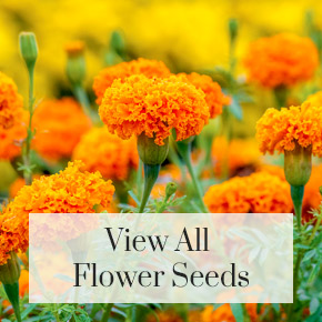 View all flower seeds