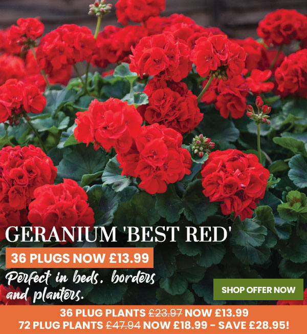 Geranium 'Best Red'