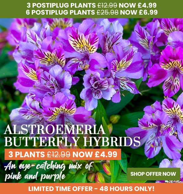 Alstroemeria 'Butterfly Hybrids'