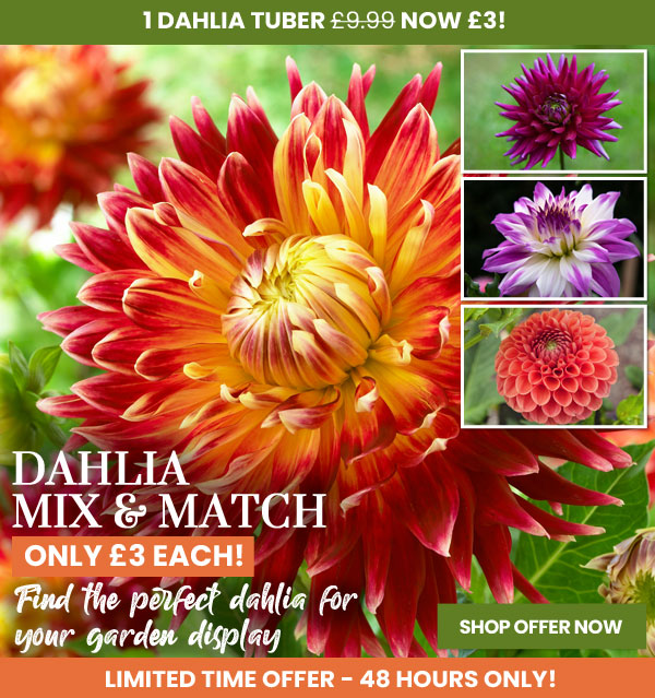 Dahlia Mix & Match