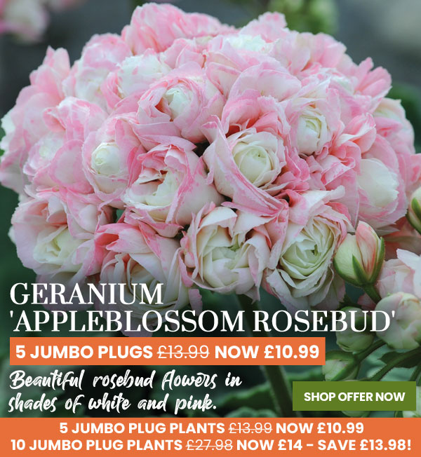 Geranium 'Appleblossom Rosebud'