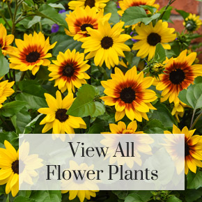 View all flower plants