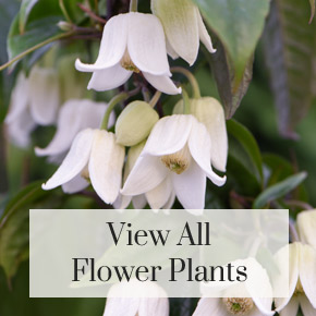 View all flower plants