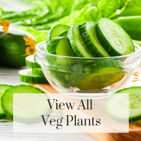 View all veg plants